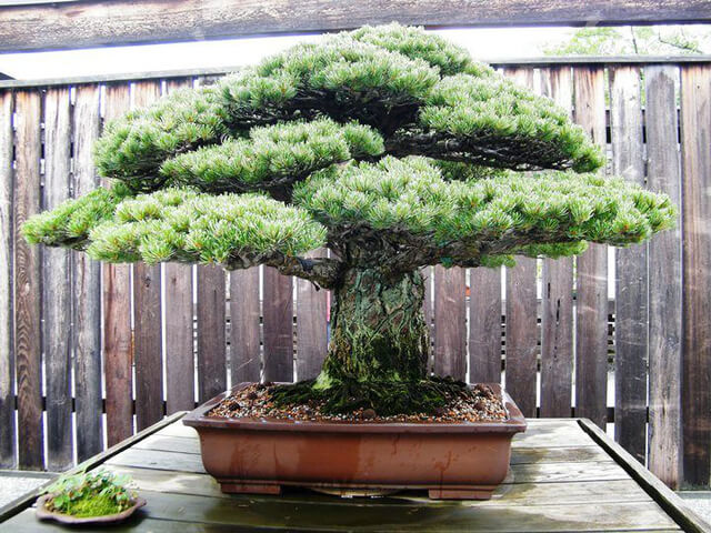 cây cảnh giá trị cao